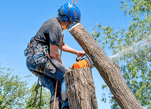 Pocatello Trees - Product Image